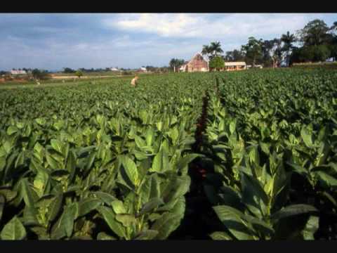 Watch 'Pinar del Río - Cuba'