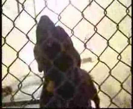 YouTube Preview Image