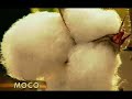 Algod�o Colorido - Globo Rural