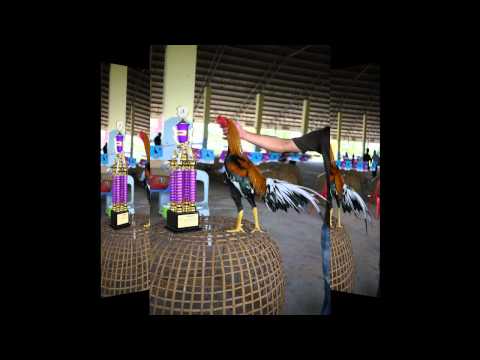 KAICHON - kaichon Thai flukekrub's shared video file.