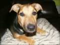videos de R I P MAX