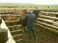 Environmental Stewardship - Pape Ranches - 2009 Region V Award Winner