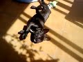 rocco 2