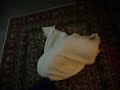 Beagle Ghost