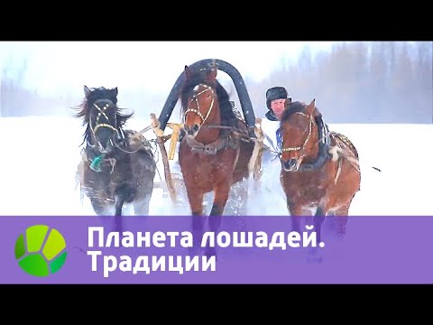Планета лошадей. Традиции