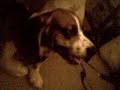 Poor buster is scared of the thunder