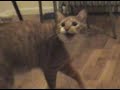 Excited Autotune Cat