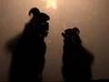 ShadowLight Productions: Ambrosia of Immortality