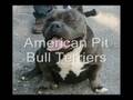 Not Pit Bulls
