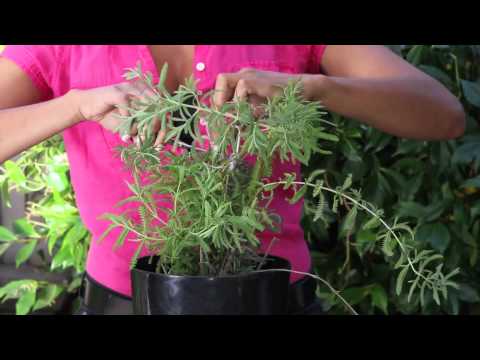 how to trim lavender