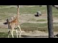 Giraffes at the San Diego Wild Animal Park