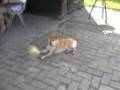 videos de SHibaforum wandeling - After party