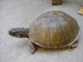 bea my three toud box turtle bea my three toud box turtle