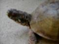 bea my three toud box turtle
