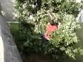 Ranga-jumping