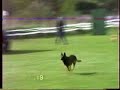 Haggler was a great dog