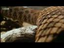 Hawk vs snake - BBC wildlife