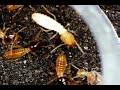 Termite fight
