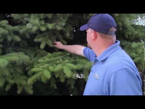 how to fertilize birch tree