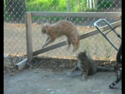 catfight