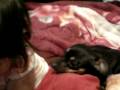 Booly and Prada Booly and Prada