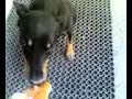 cucciolo catanzaro cdc