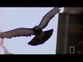 Pigeon Genius Pigeon Genius