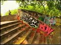 andrew reynolds   this is skateboarding