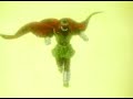 Intro