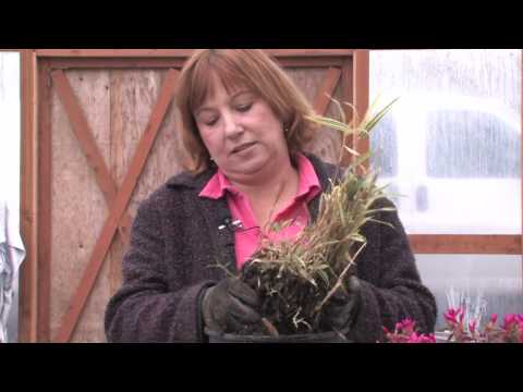 how to replant bamboo cuttings