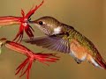 Biodiversity of Northern Utah: A Lesson in Pollination Biodiversity of Northern Utah: A Lesson in Pollination