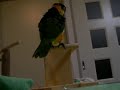 [シロハラ] だっプんだッ！[Black Headed Caique]