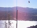 California Condors
