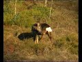 Roe deer