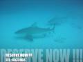 videos de Bull sharks in Playa del Carmen  