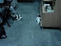 Taz play with babies