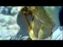 sajna-strings