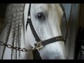 Lipizzans 11/20/09