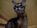 carolcollection hanako/ruddy 5month aby kitten2