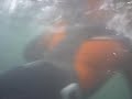 buceo mugardos muelle viejo(aparcamiento) 1º