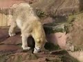 http://www.skycast.com/promotions/59/Crowds at Nuremberg Zoo gasp as they see a polar bear repeatedly drop her new-born cub. Isn't it the cutest?! Upload your cute animal clips to SkyCast and they could feature in our clips of the week! Terms and Conditions apply. See SkyCast.com for details.