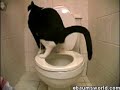 cat poop cat poop