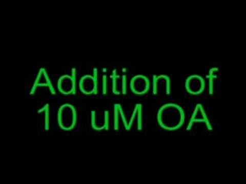 octopamine on neuronal activity in a ...