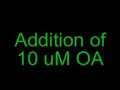 octopamine on neuronal activity in a fruit fly octopamine on neuronal activity in a fruit fly