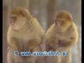 Barbary Macaque - Macaco de Berbería - macaca sylvanus