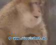 Barbary Macaque - Macaco de Berbería - macaca sylvanus