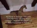 Muzeum - Parafia Zelów