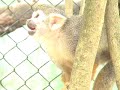 Macaco de Cheiro - Squirrel Monkey
