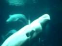 beluga whale at aquariam beluga whale at aquariam