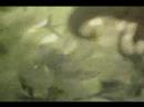 prueba-animaci-n-3-flor-santiago-ayerbe-.html